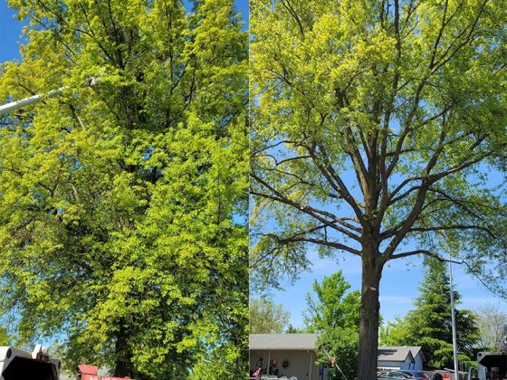 tree-service-before-after-1
