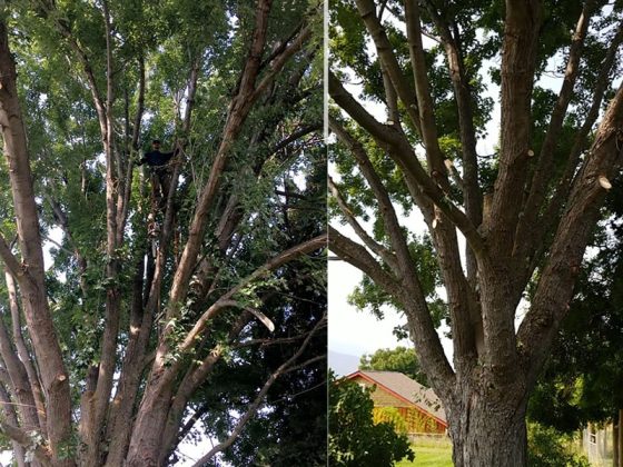 tree-service-before-after2
