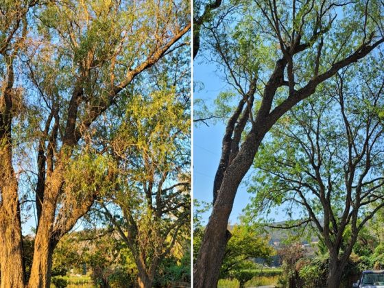 tree-service-before-after3