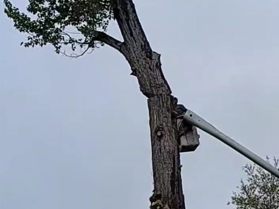 tree-service11