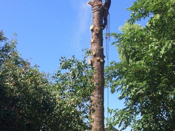 tree-service9